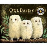 Owl Babies